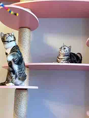 Finney and Hugo playing with toys on pink wall platforms and trying to catch the tail toy