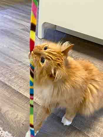 Bella catching the wand toy in her mouth