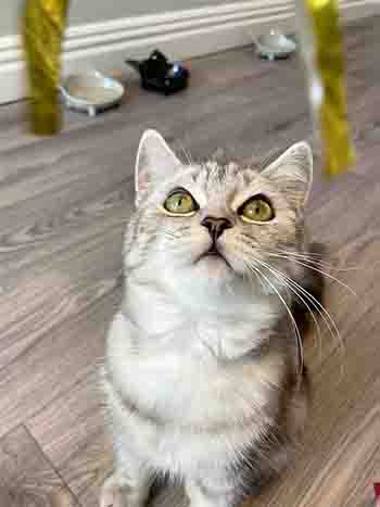 Bobby/Finney ready to catch the ribbon