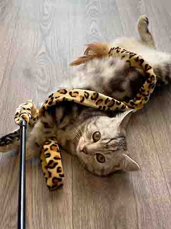 Bobby/Finney caught the leopard print ribbon!