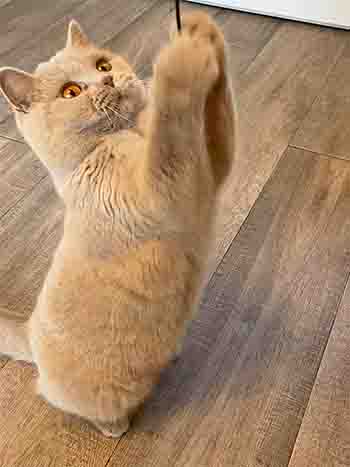 Khia/Kardi clasping the end of the wand