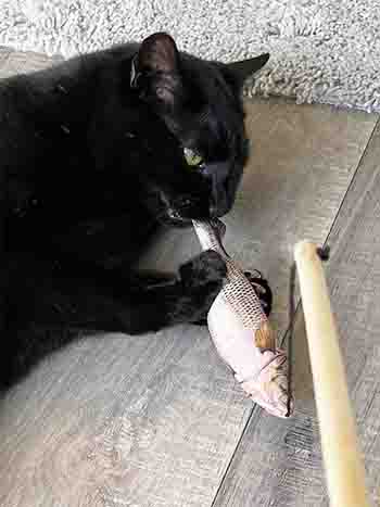 Ozzy caught the fish toy!