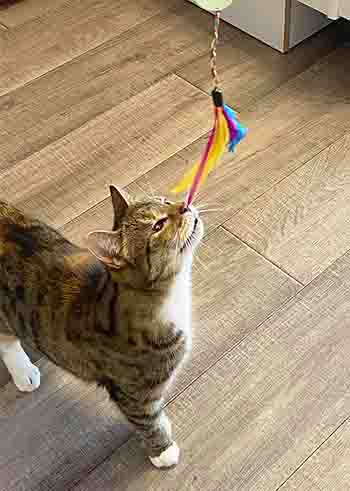 Pebbles sniffing the feather at the end of the cat wand toy