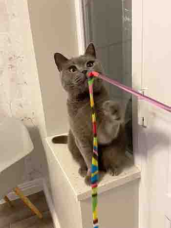 Shelby caught the rainbow ribbon