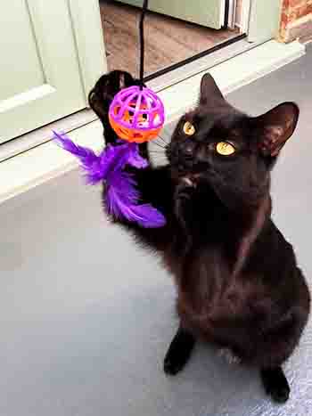 Bobbacaught the ball and feather toy