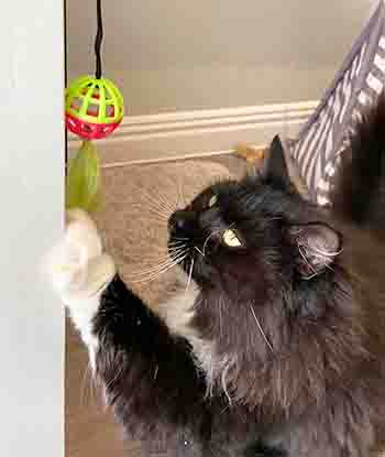 Dexter about to touch the feather and ball toy