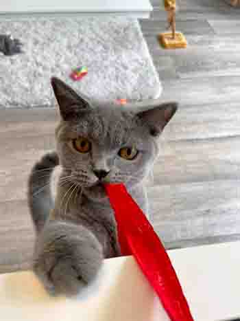 Dinah caught the big red ribbon