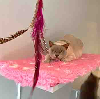 Fleur/Fergus squatting down and ready to pounce on the big red feather toy
