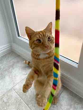 Franky batting the rainbow ribbon