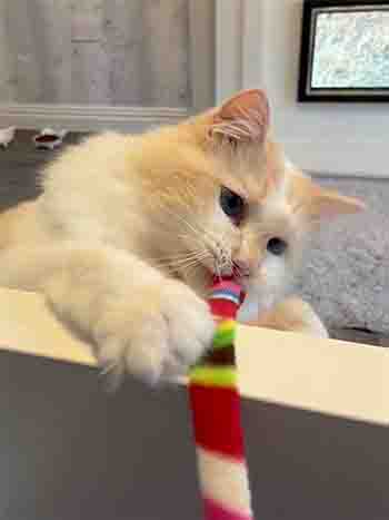 Bailey biting the rainbow ribbon