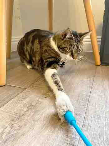 Lily/Dustin caught tne end of the wand toy