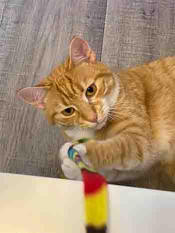 Loki/Skye grabbing the rainbow ribbon with both paws