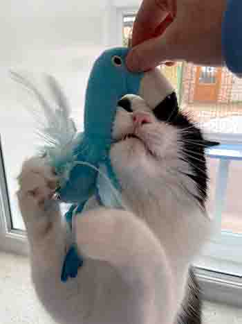 Luna sniffing the bird toy held up to her