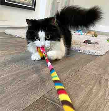 Luna biting the end of the rainbow ribbon