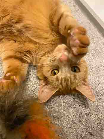 Robi upside down on his back, trying to catch the feather dangling above him