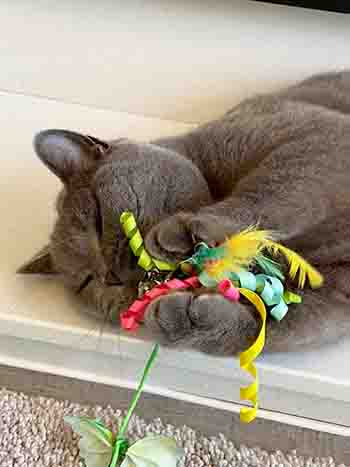 Shelby caught the multi-ribboned toy