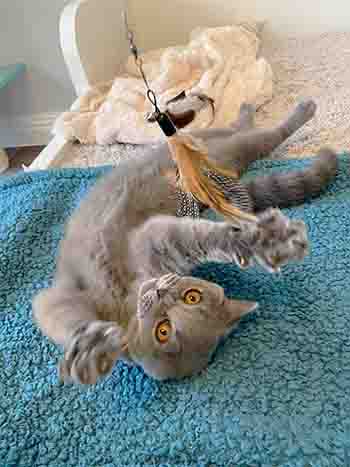 Dinah upside down on her back, trying to catch the feather toy dangling above her