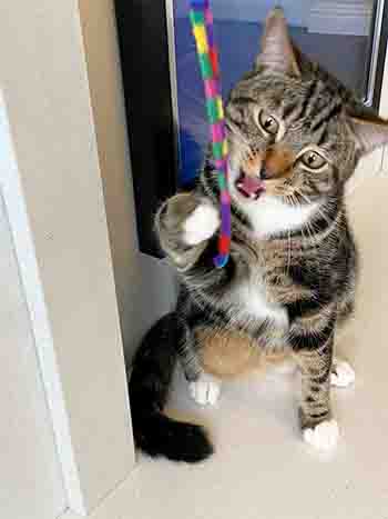 Willow/Mowgli grasping a rainbow ribbon with a crazy expression asd about to bite the toy