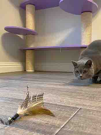 Shelby about to pounce on the feather