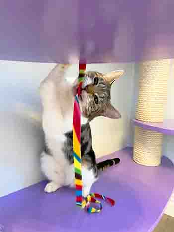 Larry/Bailey biting the rainbow ribbon he caught between the platforms