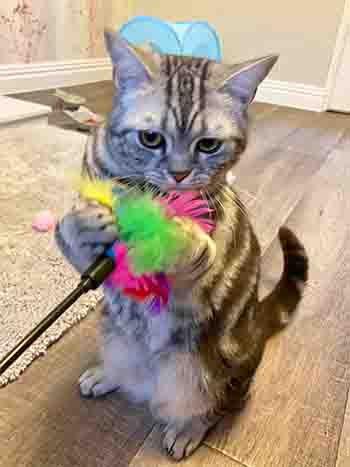 Stalla/George caught the bright multi-colour feather toy