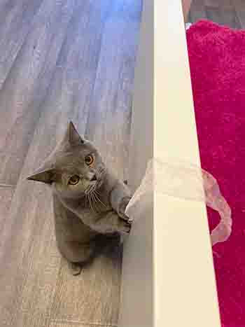 Cat playing with sheer ribbon at the side of her bed