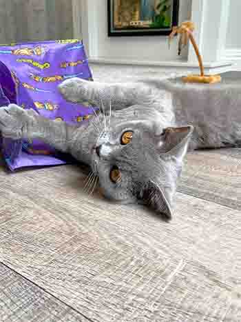 Dinah playing with her purple rustling cat toy sack