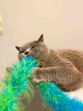Jessie/Jasper biting the bright lime and turqoise feather boa toy