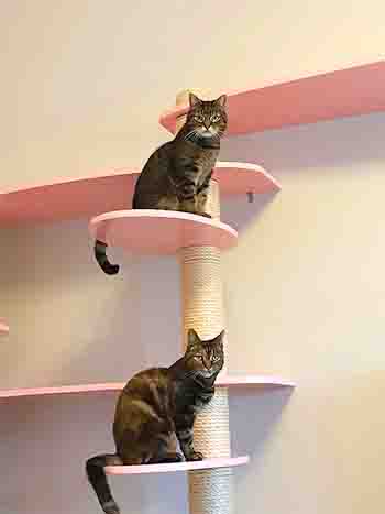 Two tabby cats sitting on wall platforms, one above the other