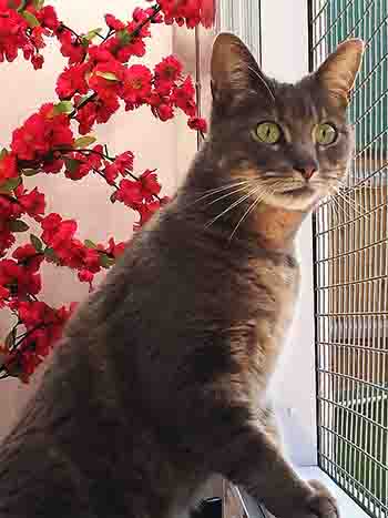 Pretty tabby with green eyes standing on her back legs looking out of the window Bright pink faux flowering tree behind her.