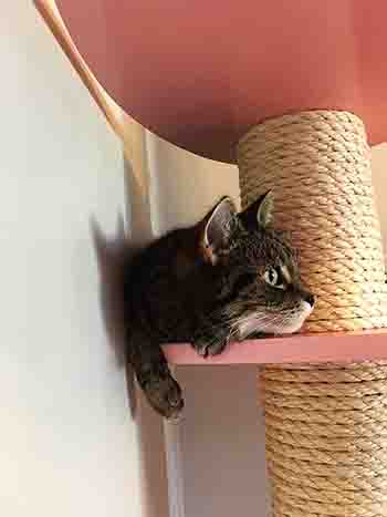 Cat resting on platform, playing peek-a-boo.