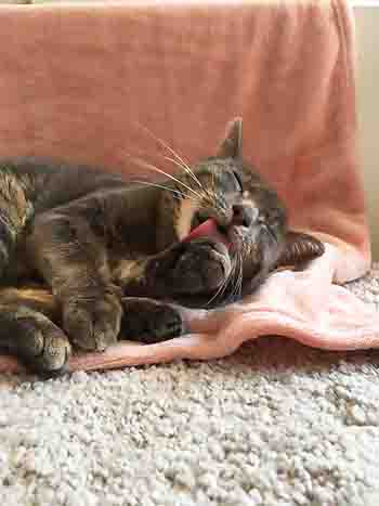 Tabby washing her paws.