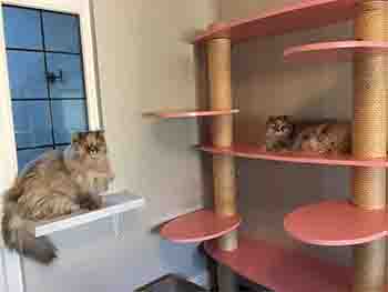 Two persians resting, one on a large wall platform and the other on a windowsill