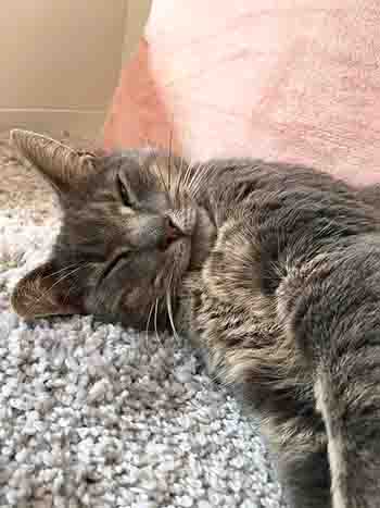 Tabby closeup, looking very cuddly and cute with eyes slightly closed