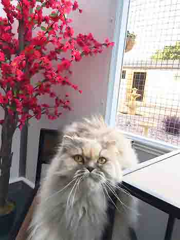 Persian cat standing on a chair, next to a bright pink faux flowering tree