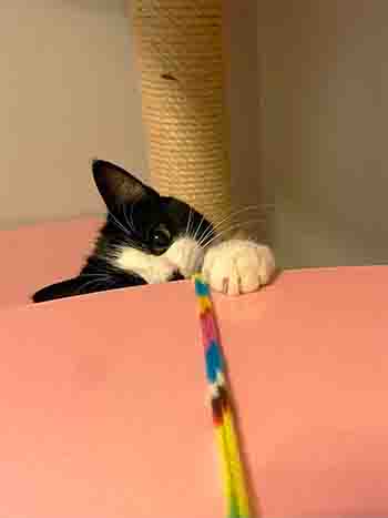 Cute cat playing with ribbonb