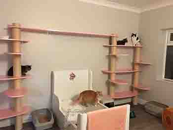 View of the wall climbing frame with three cats on platforms, and the big bed with one cat