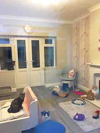 View of most of the room, with four cats and plenty of toys