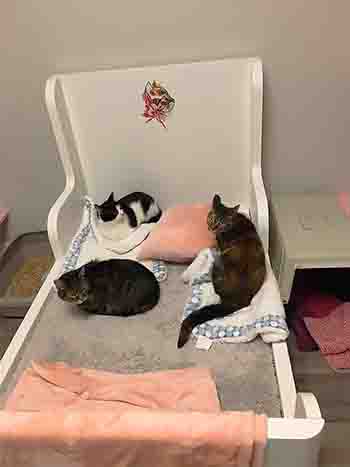 Three cats resting together on the large bed