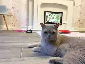 Grey cat resting on the floor, with TV in the background showing birds