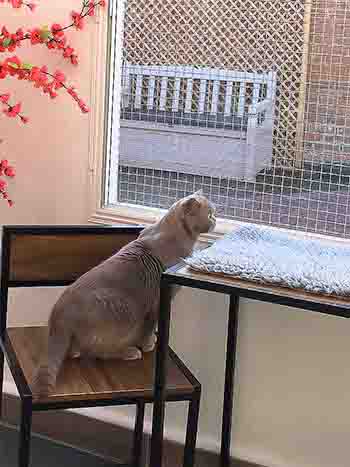 Grey cat sits on a chair and looks out of the window to the courtyard garden