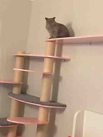 Grey cat sits on the topmost wall platform!