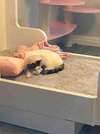 Elderly cat with protective plastic 'Elizabethan collar' sleeps on the large bed
