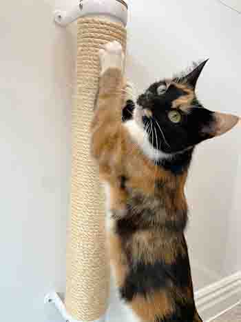 Mittens/Pixie