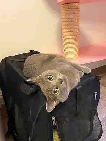 Cloud lying upside down on his cat carrier