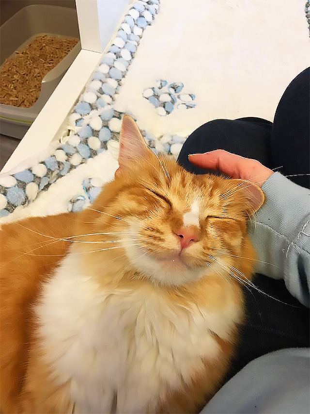 Very happy ginger and white cat, looks like he's smiling!