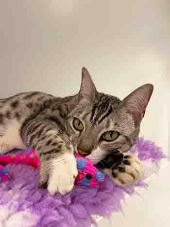 Nancy playing with her cat toy