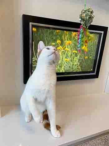 Mario looking up at a toy held above him in front of yellow flowers on TV