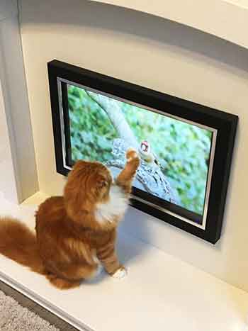 A ginger and white cat is sitting on the base of the marble fireplace, focusing on the inset TV which is playing a movie with birds in, the cat's front left paw is placed on the bird on screen!