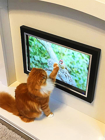 Ginger and white cat touches TV screen, her paw is over a bird!